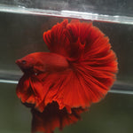 Live Male Betta Super Red Solid color Over Halfmoon (MKP-611) High quality What you see What you get!!