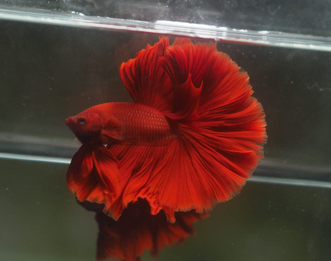Live Male Betta Super Red Solid color Over Halfmoon (MKP-611) High quality What you see What you get!!
