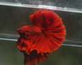 Live Male Betta Super Red Solid color Over Halfmoon (MKP-611) High quality What you see What you get!!