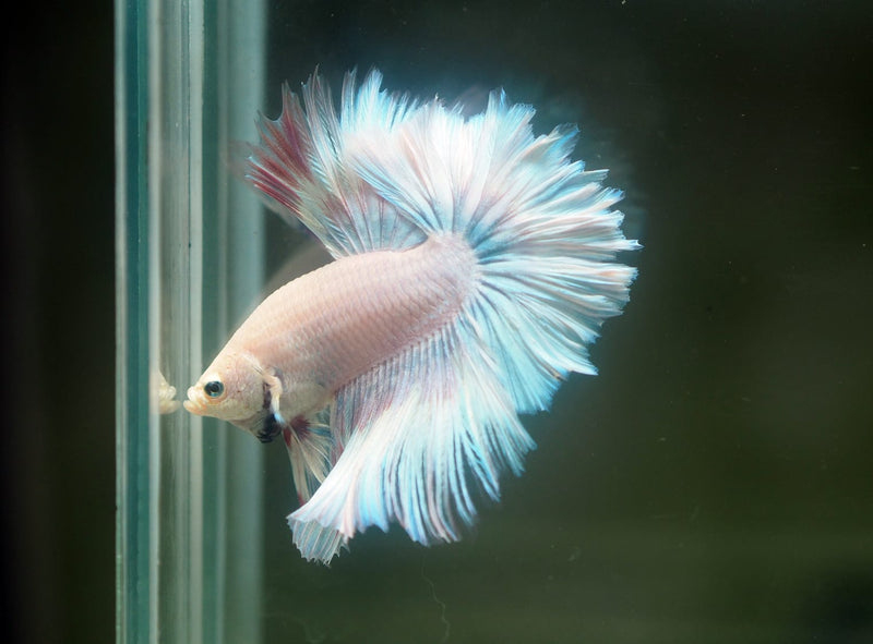 Live Male Betta Fancy Sweet Light Pastel Colors Halfmoon Rosetail  (MKP-613)S052 High quality What you see What you get!!