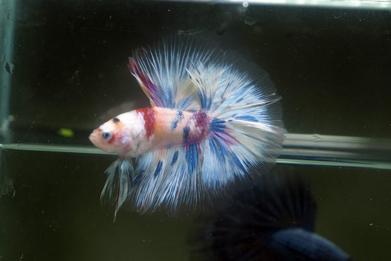 Live Male Betta Fancy Koi   Halfmoon (MKP-614)S051 High quality What you see What you get!!