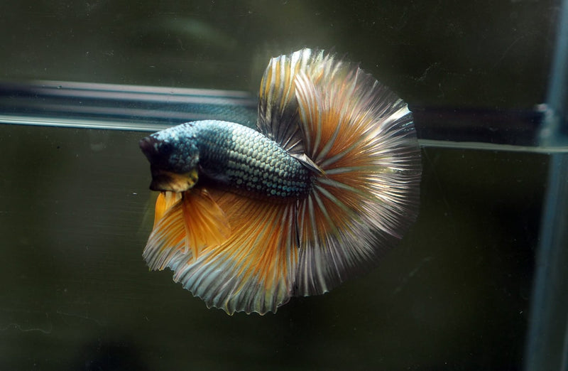 Live Male Betta Copper Yellow Mustard Over Halfmoon (MKP-615)S050 High quality What you see What you get!!
