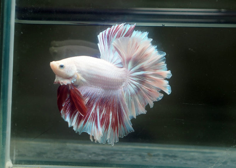 Live Male Betta Fancy Sweet Light Colors Over Halfmoon Rosetail (MKP-616)S049 High quality What you see What you get!!