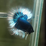 Live Male Betta Blue Turquoise Butterfly Over Halfmoon (MKP-617) High quality What you see What you get!!