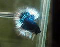 Live Male Betta Blue Turquoise Butterfly Over Halfmoon (MKP-617) High quality What you see What you get!!