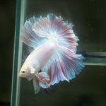 Live Male Betta Fancy Sweet Light Pastel Colors Halfmoon Rosetail (MKP-619) High quality What you see What you get!!