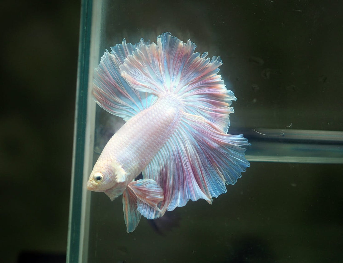 Live Male Betta Fancy Sweet Light Pastel Colors Halfmoon Rosetail (MKP-619) High quality What you see What you get!!