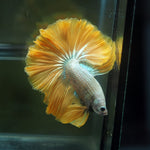 Live Male Betta Yellow Fancy Bi colors & Pattern Over Halfmoon(MKP-620) High quality What you see What you get!!