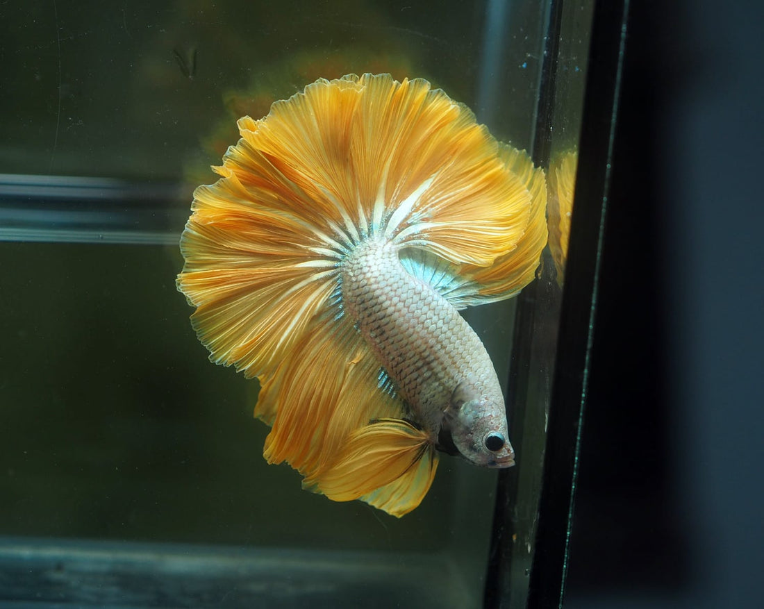 Live Male Betta Yellow Fancy Bi colors & Pattern Over Halfmoon(MKP-620) High quality What you see What you get!!