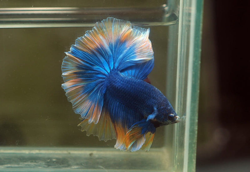 Live Male Betta Yellow Blue Mascot Over Halfmoon(MKP-621)S059 High quality What you see What you get!!