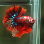 Live Male Betta Red Metallic Koi Halfmoon(MKP-622) High quality What you see What you get!!