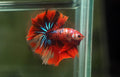 Live Male Betta Red Metallic Koi Halfmoon(MKP-622) High quality What you see What you get!!