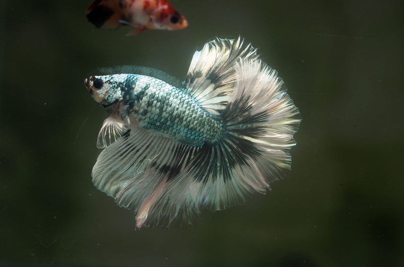 Live Male Betta Fancy Copper Light scale Halfmoon(MKP-623)S035 High quality What you see What you get!!
