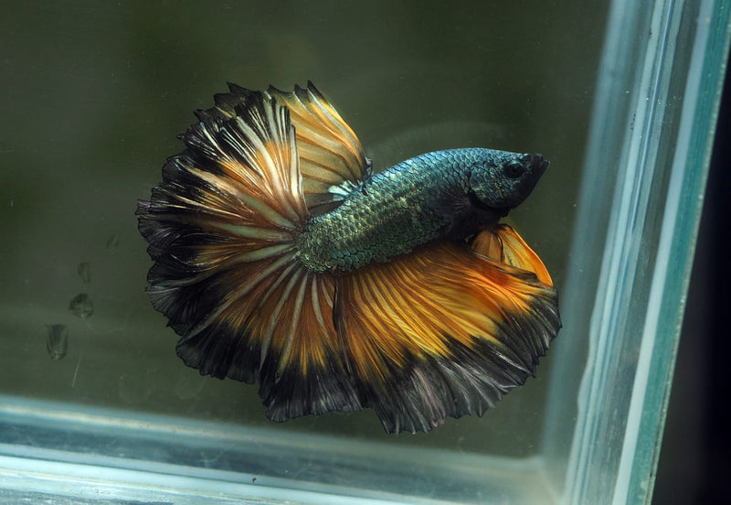 Live Male Betta Copper Yellow Mustard Halfmoon Rosetail (MKP-624)S034 High quality What you see What you get!!