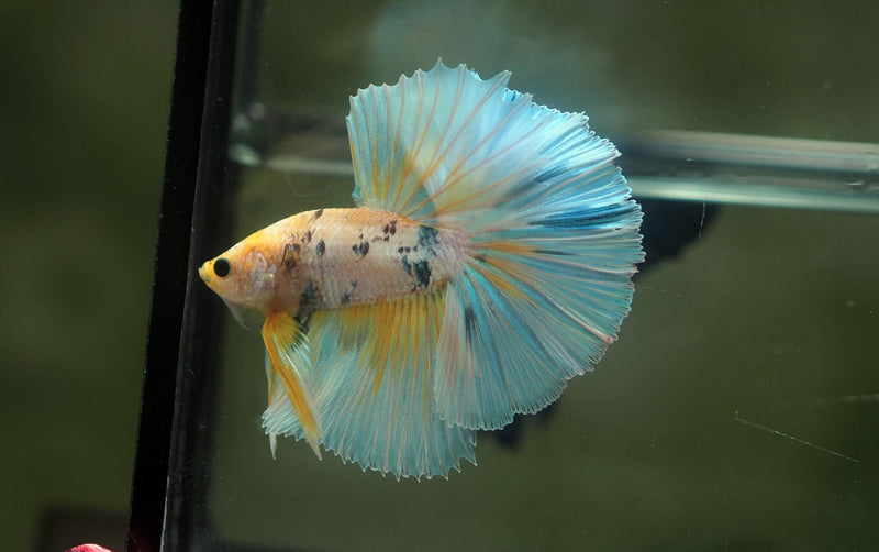 Live Male Betta Fancy Yellow Marble Halfmoon (MKP-625)S033 High quality What you see What you get!!