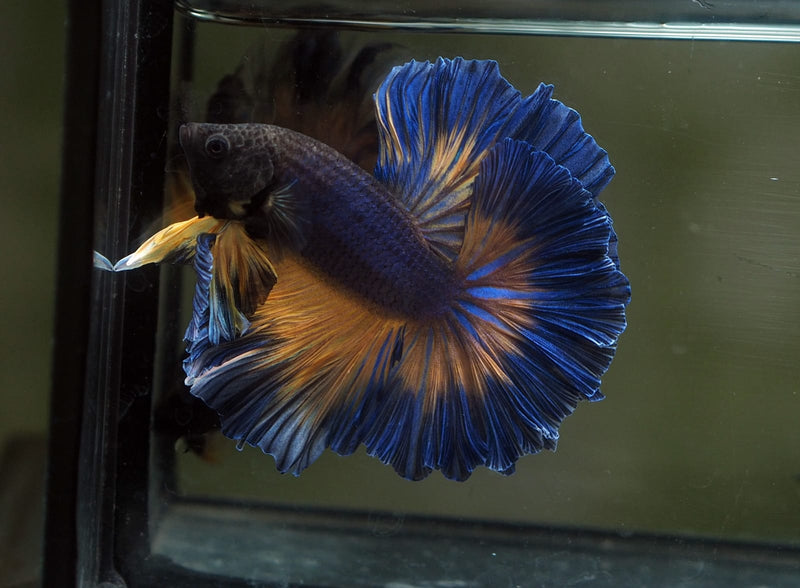 Live Male Betta Blue Yellow Mustard Over Halfmoon (MKP-627)S031 High quality What you see What you get!!