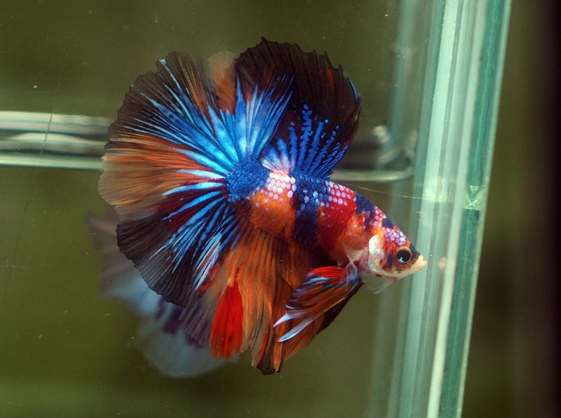 Live Male Betta Red Galaxy Koi Over Halfmoon (MKP-628)S028 High quality What you see What you get!!