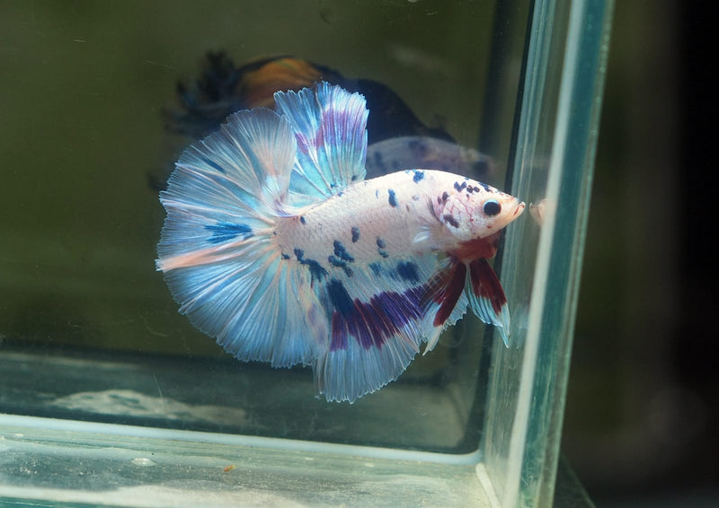 Live Male Betta Fancy Marble Polkadot Halfmoon (MKP-629)S023 High quality What you see What you get!!