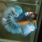 Live Male Betta Green Yellow Mustard Halfmoon (MKP-630) High quality What you see What you get!!