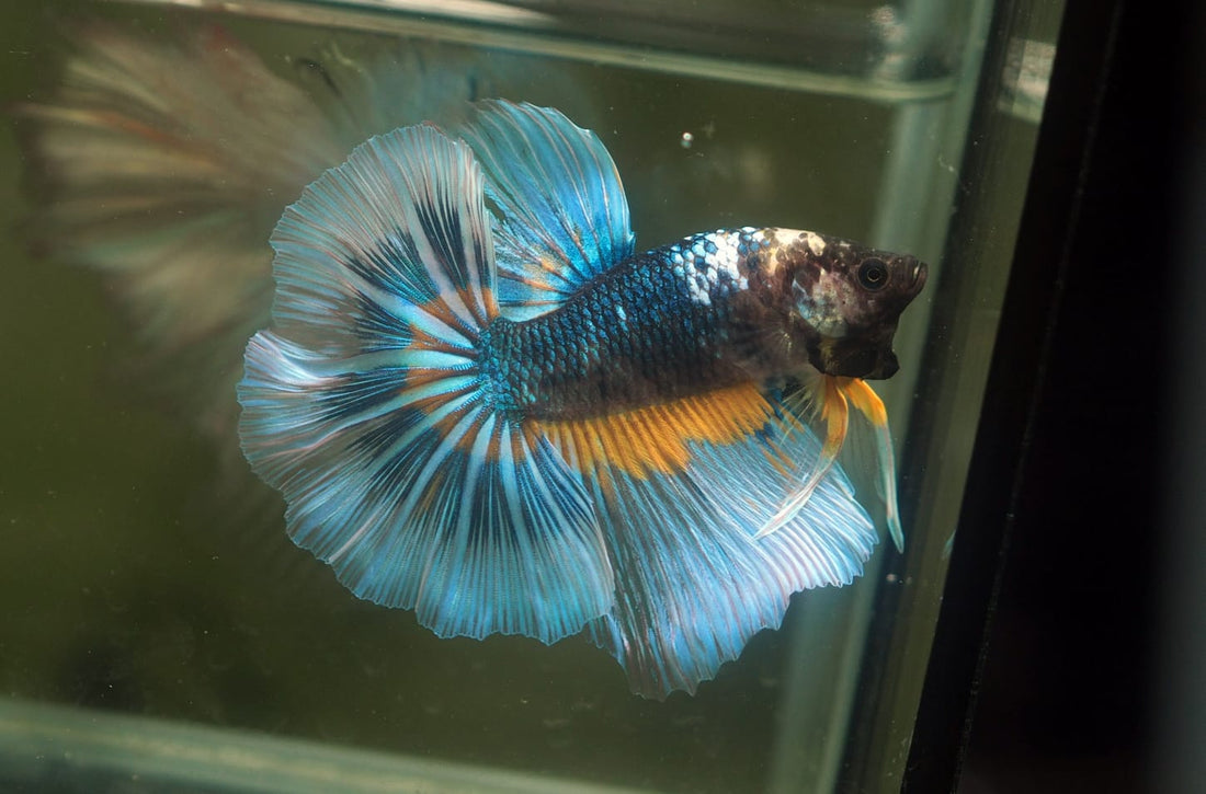 Live Male Betta Green Yellow Mustard Halfmoon (MKP-630) High quality What you see What you get!!