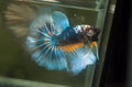 Live Male Betta Green Yellow Mustard Halfmoon (MKP-630) High quality What you see What you get!!