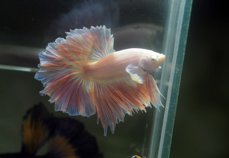 Live Male Betta Pink Fancy Light pastel colors Halfmoon Rosetail (MKP-631)S020 High quality What you see What you get!!