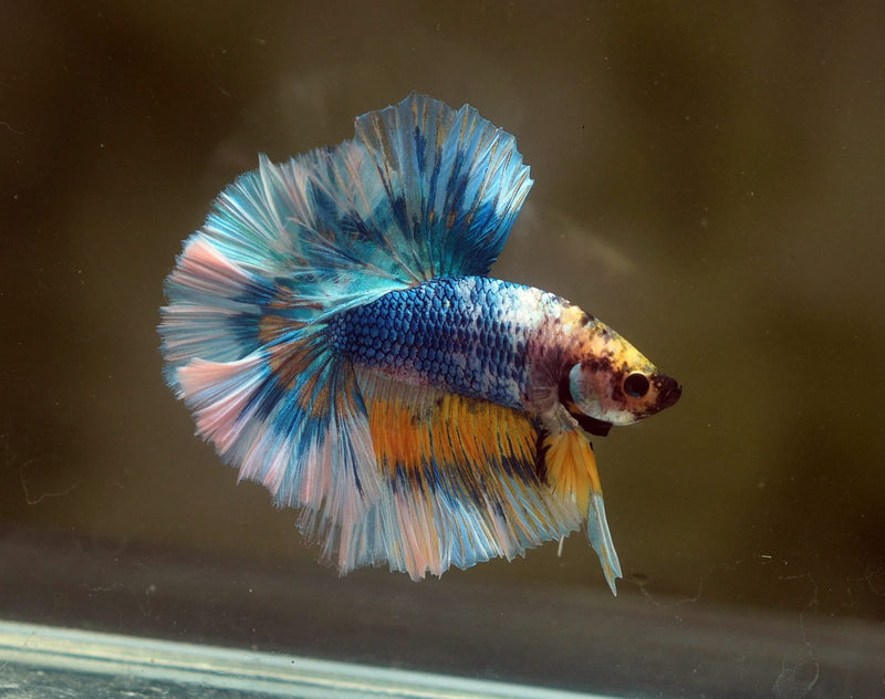 Live Male Betta Fancy Yellow Marble Halfmoon (MKP-626)S032 High quality What you see What you get!!