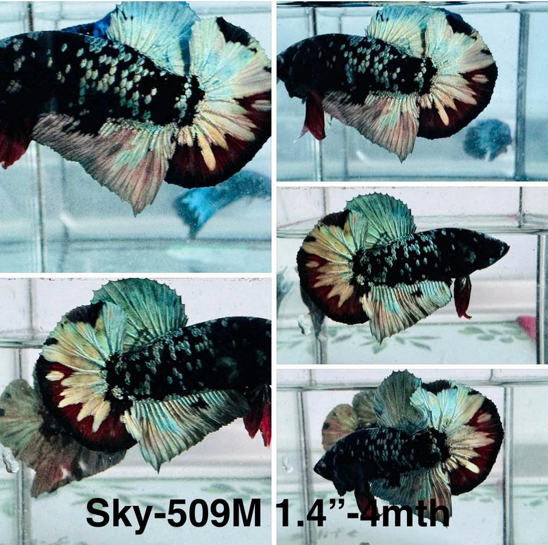 Live Male Betta Black Copper Galaxy Plakat (Sky-509)S068 High quality what you see what you get!!