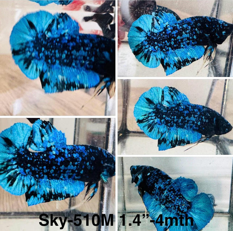 Live Male Betta Blue Black Galaxy Avatar Plakat (Sky-510)S069 High quality what you see what you get!!