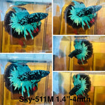 Live Male Betta Black Green Galaxy Avatar Halfmoon (Sky-511)High quality what you see what you get!!