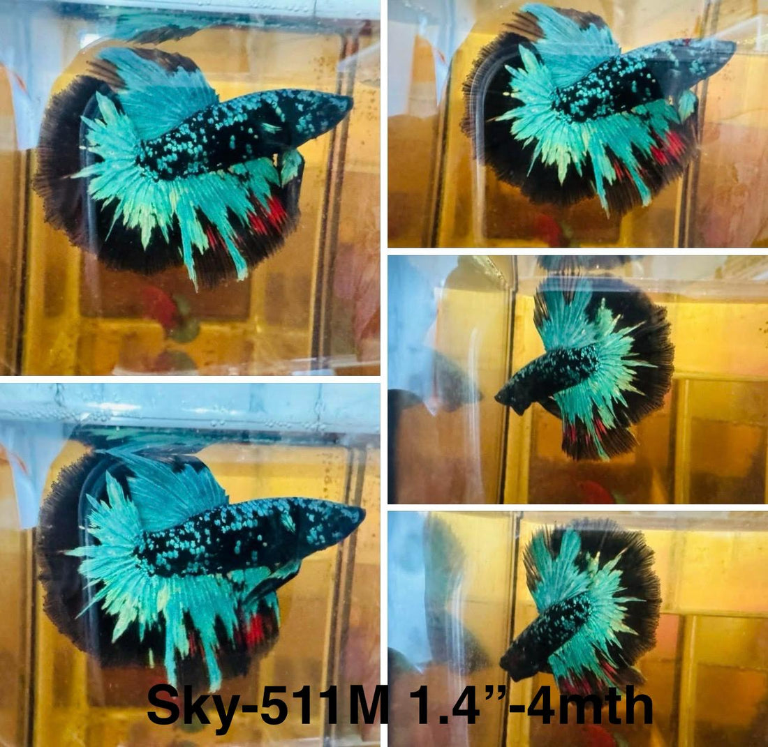 Live Male Betta Black Green Galaxy Avatar Halfmoon (Sky-511)High quality what you see what you get!!