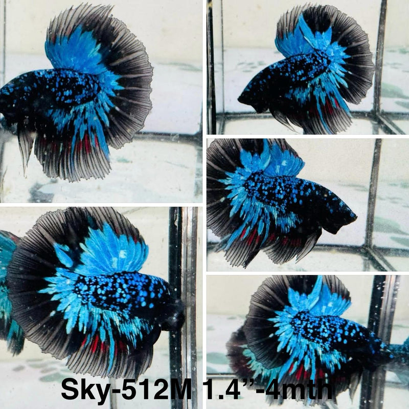 Live Male Betta Blue Black Galaxy Avatar Halfmoon (Sky-512)S141 High quality what you see what you get!!