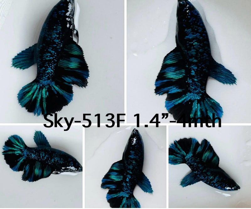 Live Female Betta Blue Black Galaxy Avatar Halfmoon (Sky-513)S143 High quality what you see what you get!!