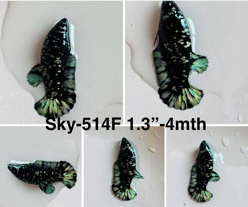 Live Female Betta Green Black Galaxy Avatar Plakat (Sky-514)S144 High quality what you see what you get!!