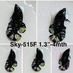 Live Female Betta Green Black Galaxy Avatar Plakat (Sky-515) High quality what you see what you get!!