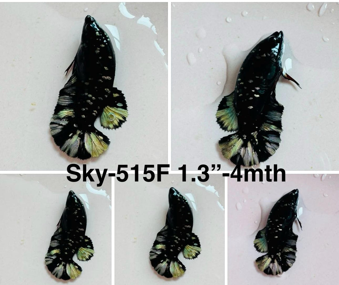 Live Female Betta Green Black Galaxy Avatar Plakat (Sky-515) High quality what you see what you get!!