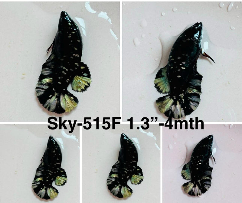 Live Female Betta Green Black Galaxy Avatar Plakat (Sky-515) High quality what you see what you get!!