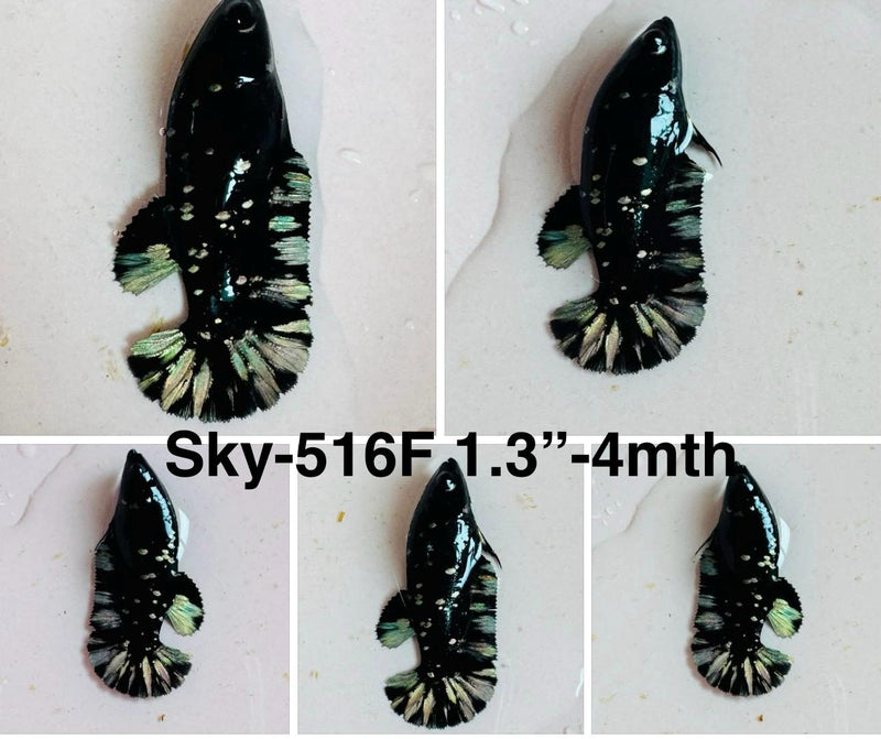 Live Female Betta Green Black Galaxy Avatar Plakat (Sky-516)S284 High quality what you see what you get!!