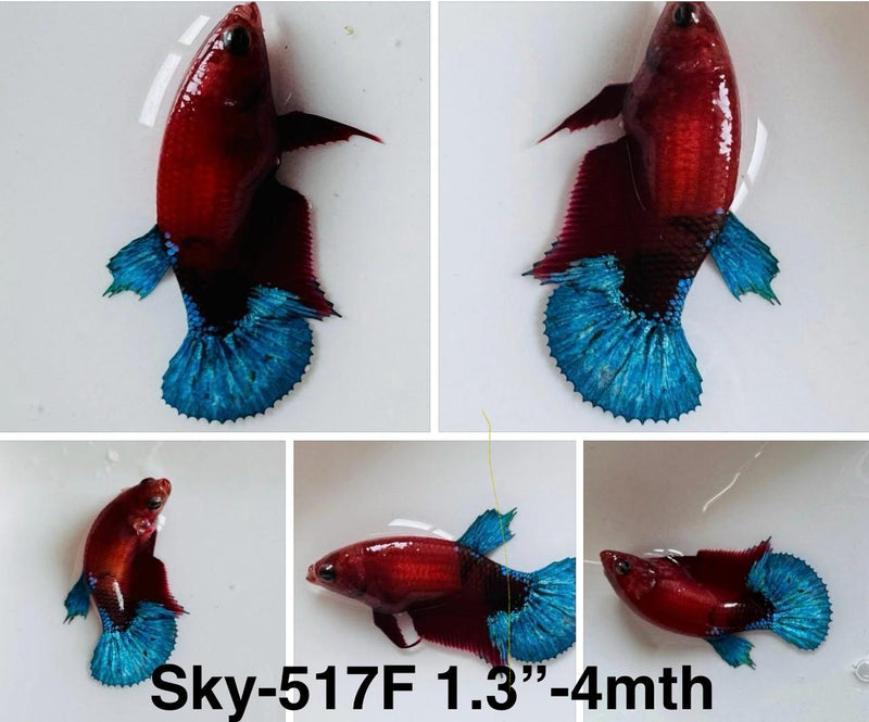 Live Female Betta Fancy Red Helboy Plakat (Sky-517)S285 High quality what you see what you get!!