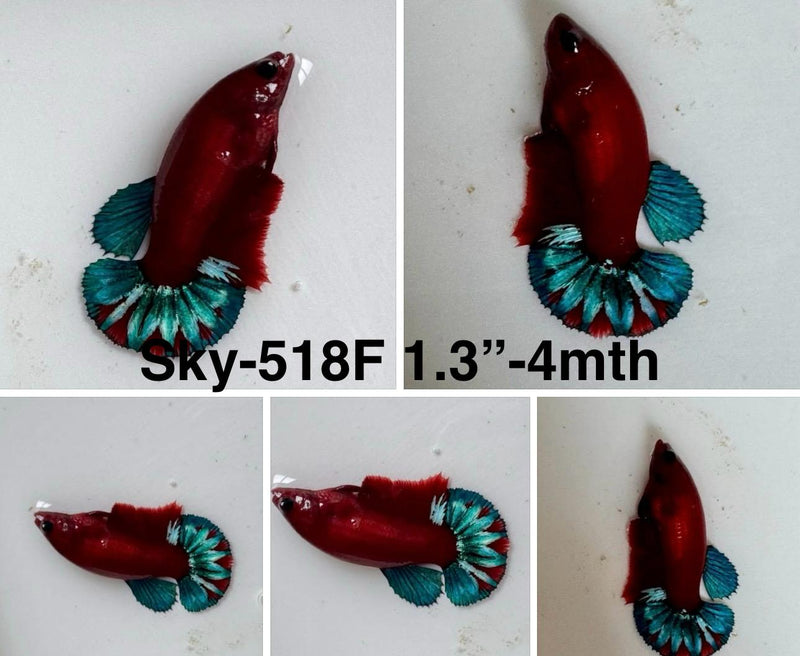 Live Female Betta Fancy Red Hellboy Plakat (Sky-518)S286 High quality what you see what you get!!