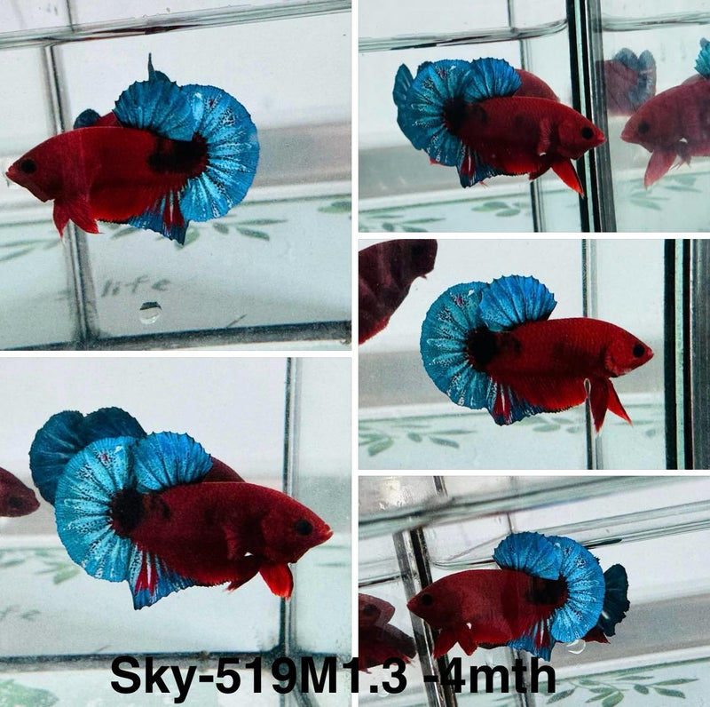 Live Male Betta Fancy Red Hellboy Plakat (Sky-519)S287 High quality what you see what you get!!