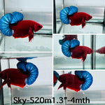 Live Male Betta Fancy Red Hellboy Plakat (Sky-520)High quality what you see what you get!!