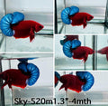 Live Male Betta Fancy Red Hellboy Plakat (Sky-520)High quality what you see what you get!!