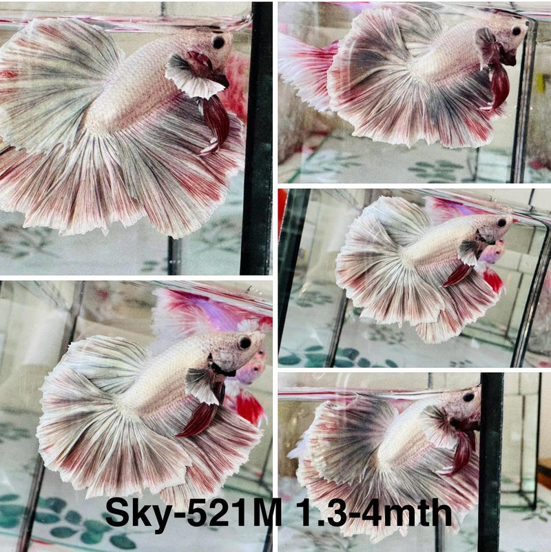 Live Male Betta Fancy Copper Light scale Pastel Colors Halfmoon (Sky-521)S288 High quality what you see what you get!!