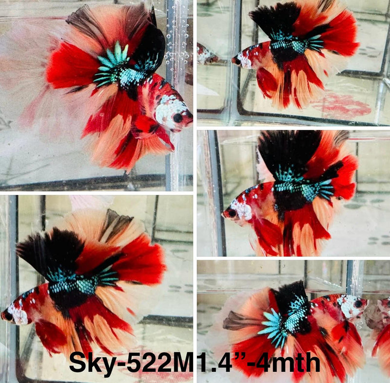 Live Male Betta Red Galaxy Nemo Halfmoon (Sky-522)S356 High quality what you see what you get!!