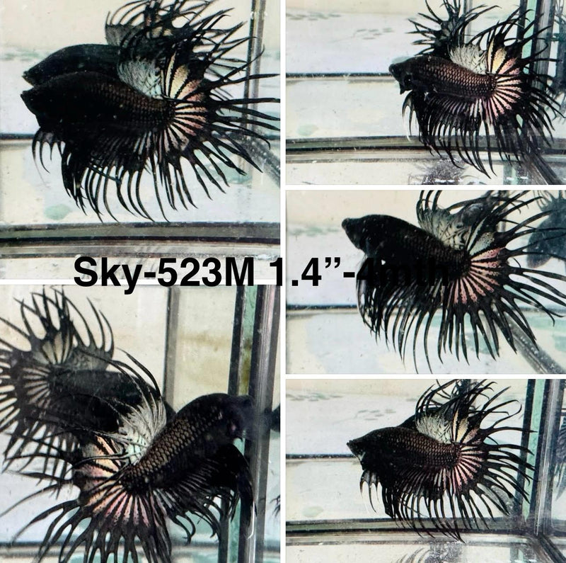 Live Male Betta Black Copper Spider Crowntail (Sky-523)S357 High quality what you see what you get!!