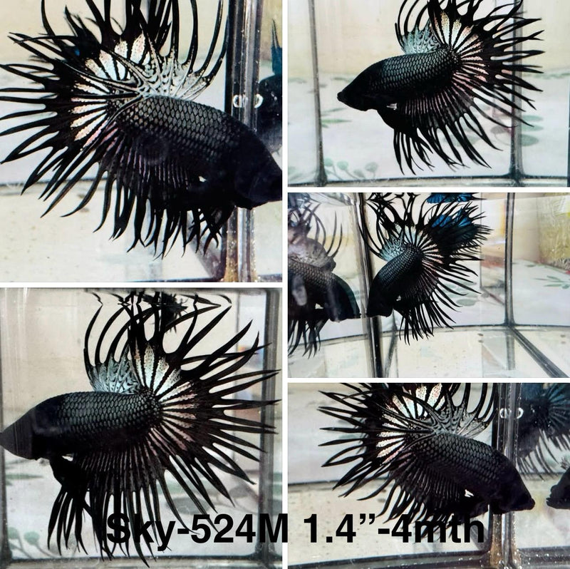 Live Male Betta Black Copper Spider Crowntail (Sky-524)S359 High quality what you see what you get!!