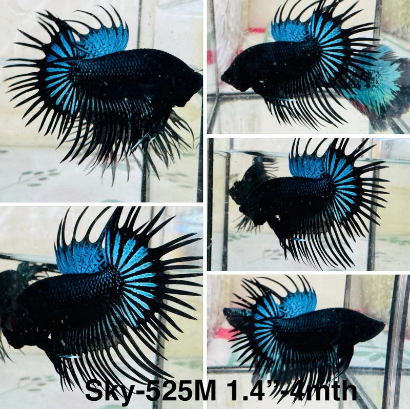 Live Male Betta Blue Black Light Spider Crowntail (Sky-525)S360 High quality what you see what you get!!
