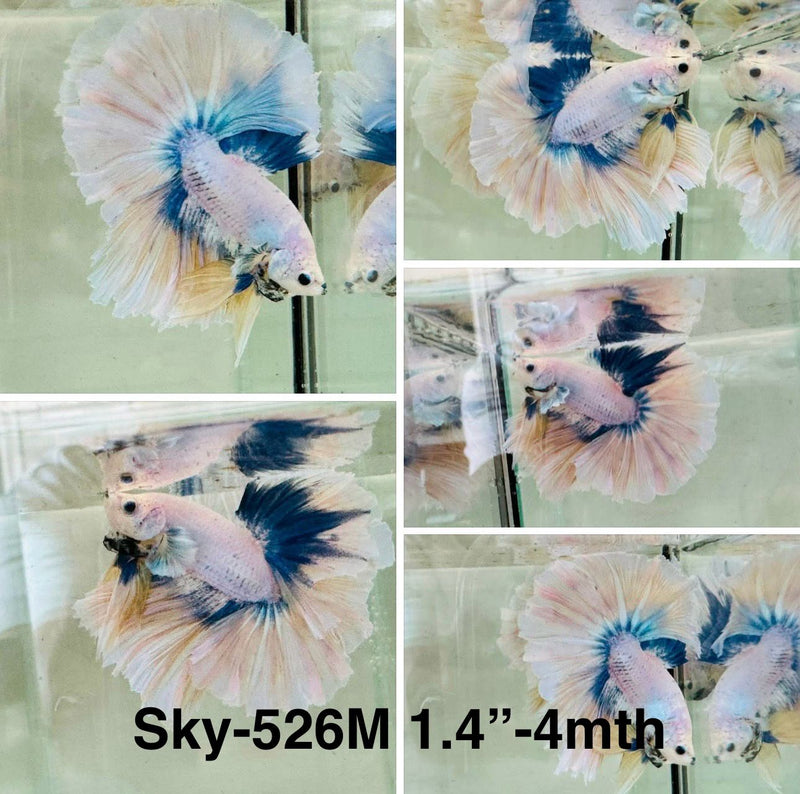 Live Male Betta Fancy Yellow Grizzle Halfmoon (Sky-526)S361 High quality what you see what you get!!