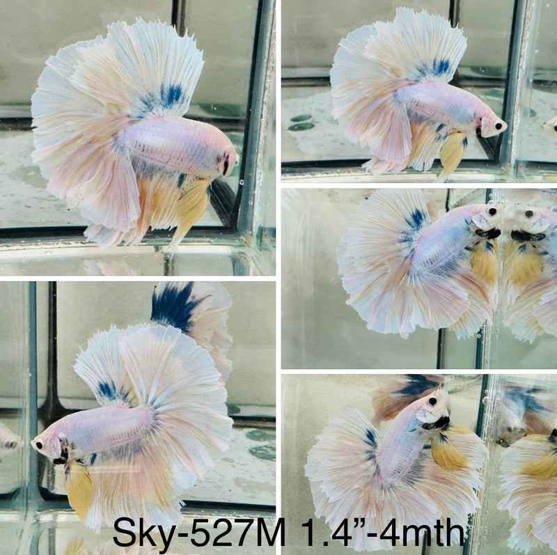 Live Male Betta Fancy Yellow Grizzle Halfmoon (Sky-527)S062 High quality what you see what you get!!